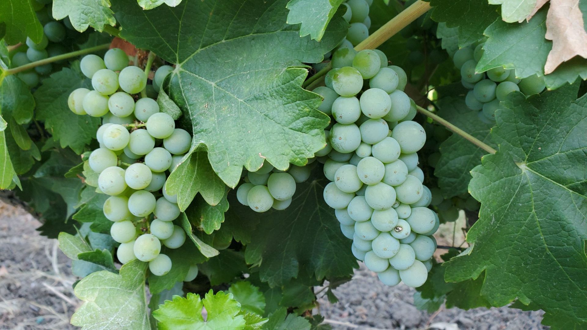 Lives of the Vines
